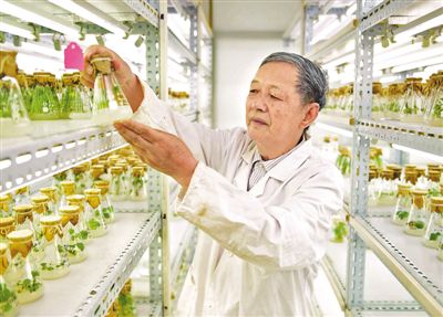 专注杂交油菜育种60余年的傅廷栋院士——