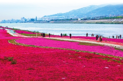 卢氏县城区洛河景观带鲜花似海