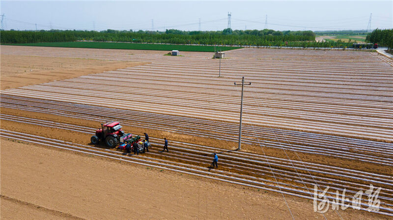 河北南宫：机械化起垄覆膜栽培技术促进棉花增收