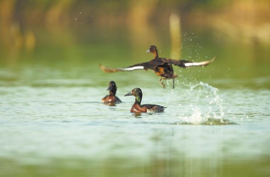 重点野生动植物保护率达95% 河南是全国生物多样性最丰富省份之一