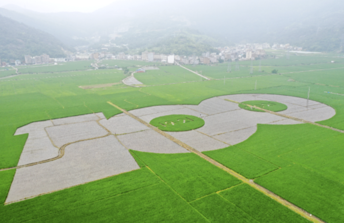 稻田 “彩绘” 献礼建党百年