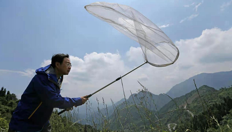 “蝴蝶王子”赵力：写出中国的《昆虫记》