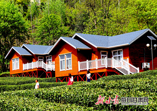 品自己采的茶 喝农家酿的酒 文县马家山茶园民宿受追捧