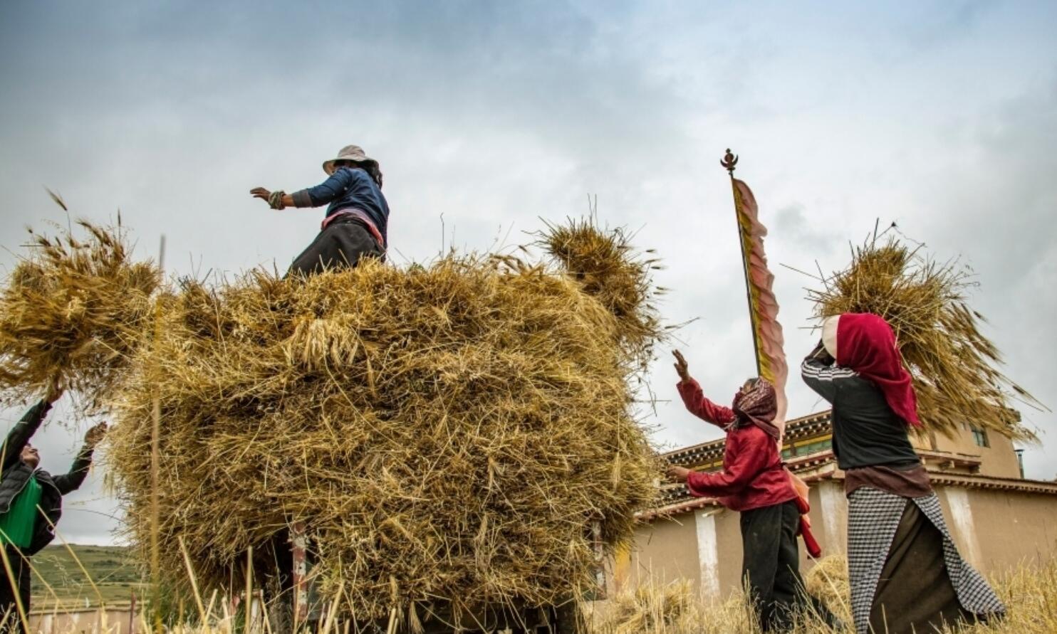 又是一年秋收时,齐鲁大地奏响增收曲