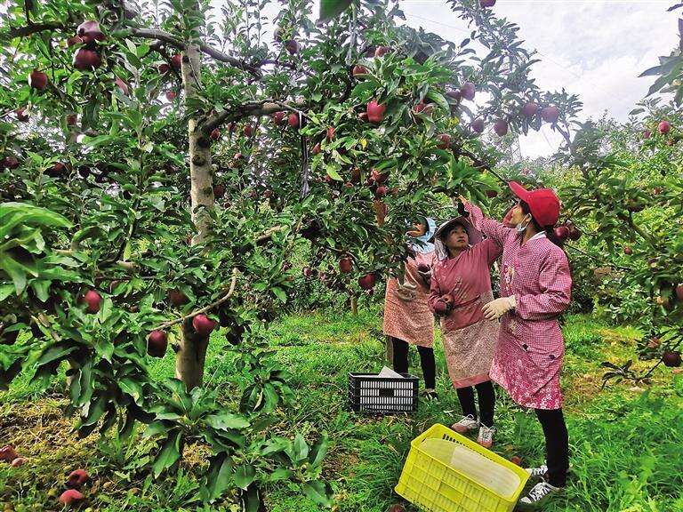 天津西青区援手 阿里数农助力 天水花牛苹果要红遍全国