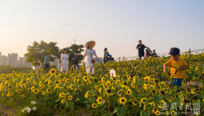 合肥市蜀山区四季花海公园向日葵开放：向阳盛开迎国庆