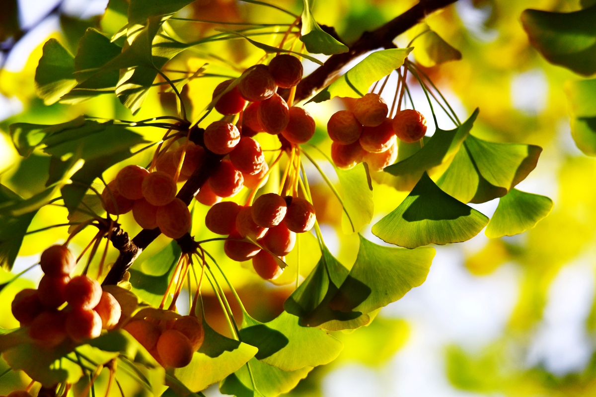 农业农村部:应对连阴雨、做好抢种抢收为当前最紧迫任务