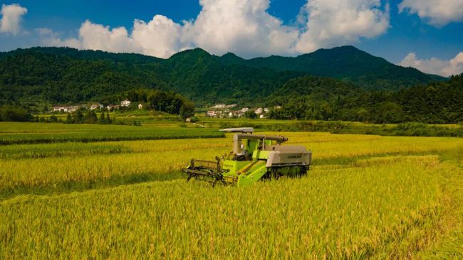 秋粮陆续开镰上市,今年有望再获丰收