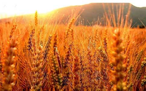 技术体系与试验基地联手 贵州杂粮新技术催生新业态