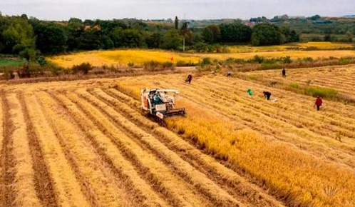 湖北“太空稻”丰收了!啥时候能上餐桌?