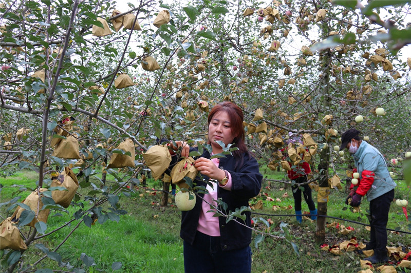 家庭农场为乡村振兴注入新活力