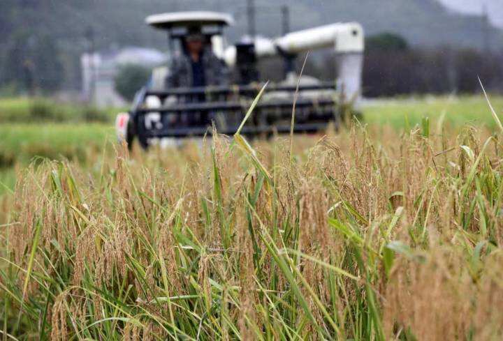 浙江|稻花香里说丰年 建德1.8米高“巨型稻”喜迎收割