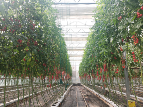 互助县:打造现代农业金名片