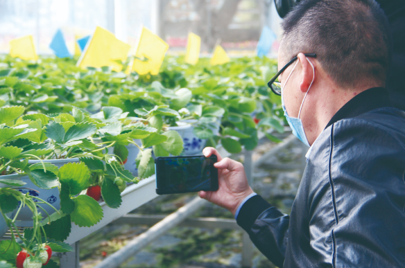 互助草莓撑起富民“大产业”