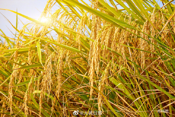 袁隆平院士的遗愿实现了！河北永年杂交稻亩产实现1326.77公斤