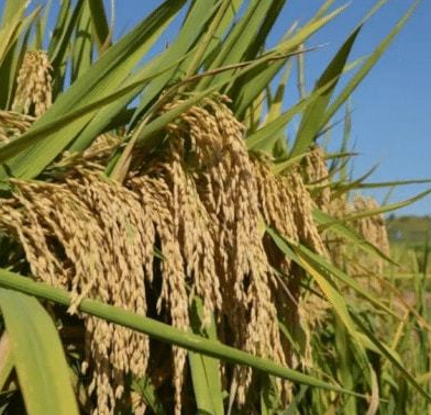杂交水稻示范基地亩产创新高