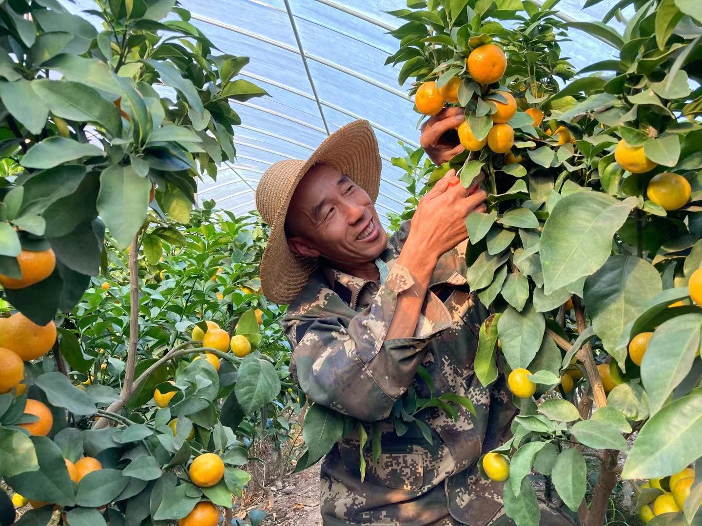 引种早熟砂糖橘助增收