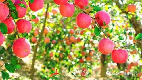 延安苹果“喜逛”农高会