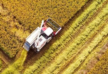 福建机收再生稻再生季产量突破600公斤