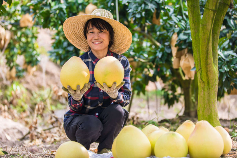 广西容县:蜜柚香里说丰年