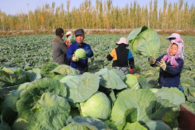 博湖县8000余亩复播蔬菜迎来丰收季