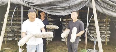 南阳：小菌菇撑起农民“致富伞”