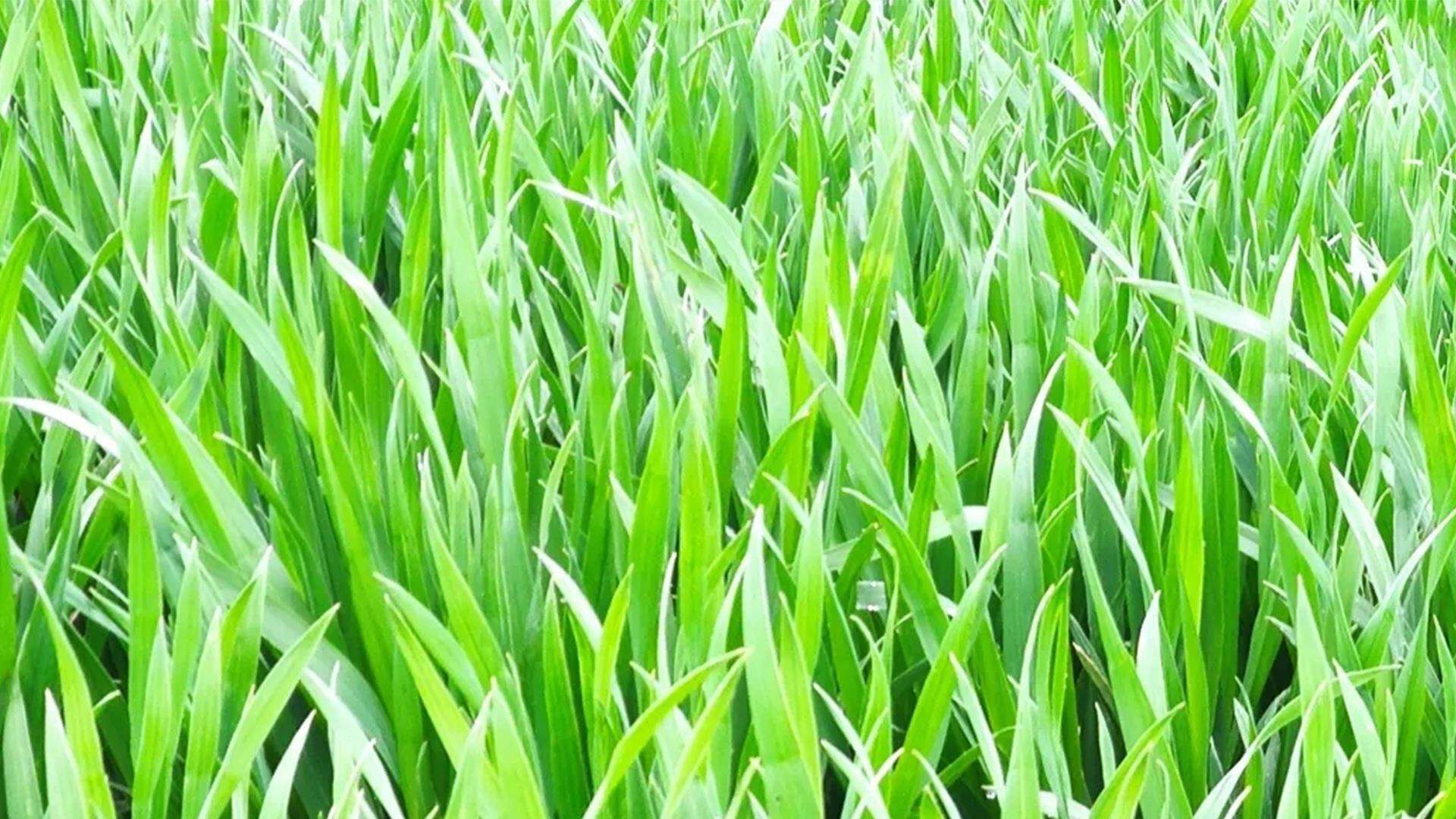 播种超八成 河南省冬小麦已播种6961.5万亩
