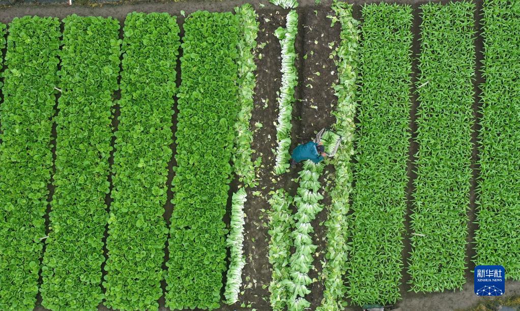 广西柳江:“南菜北运”基地采收忙