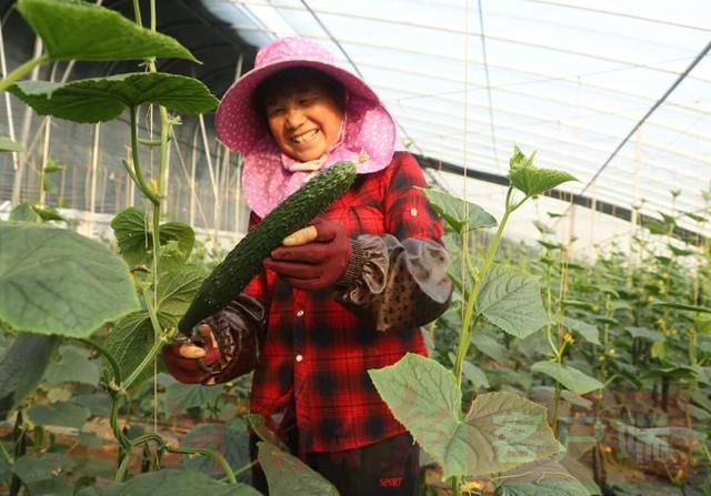 沙土地上种“金银”,商城县正聚力打造灌河高效生态农业示范园