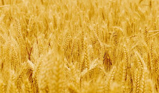 我国粮食库存充足、口粮绝对安全