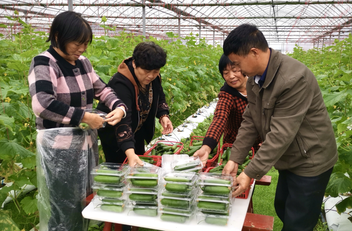 建德打造“共富红盟” 托起低收入农户“致富梦”