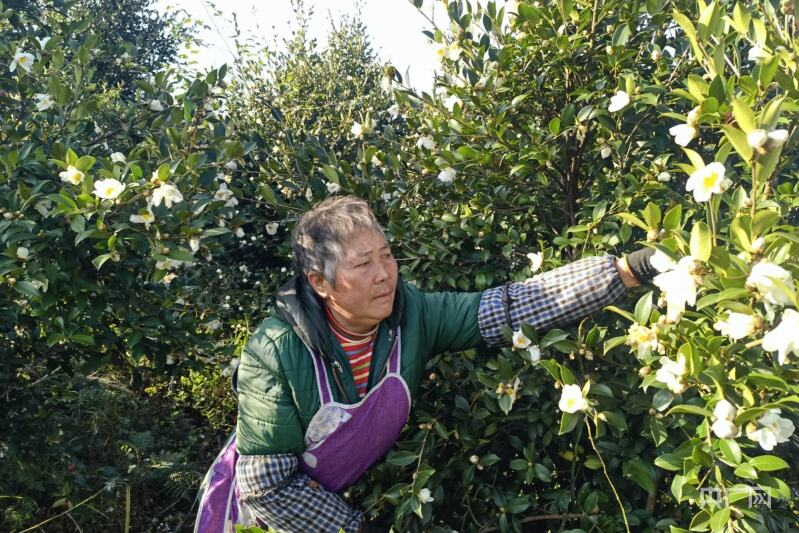 贵州金沙：油茶产业助农增收