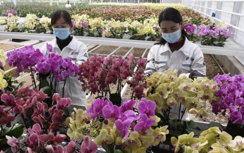 甘肃和政：智慧农业助力花卉产业升级