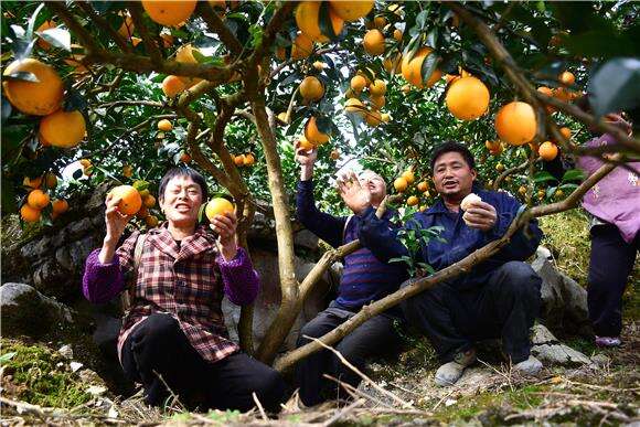酉阳：脐橙丰收 助农增收