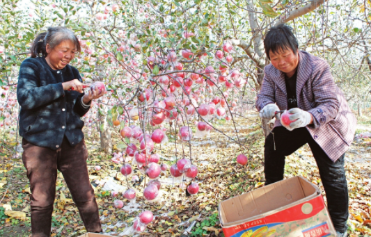 苹果满枝头 果农展笑颜
