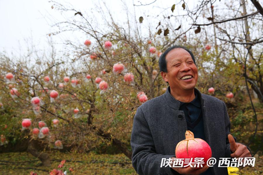 礼泉御石榴个大色艳口感好,成了农民的致富果