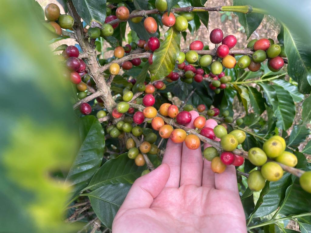 彩云之南唱响“特色农字经”