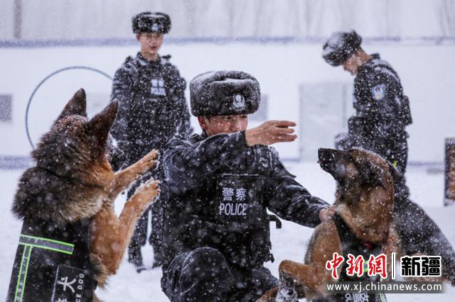 图为民警组织开展警犬训练。