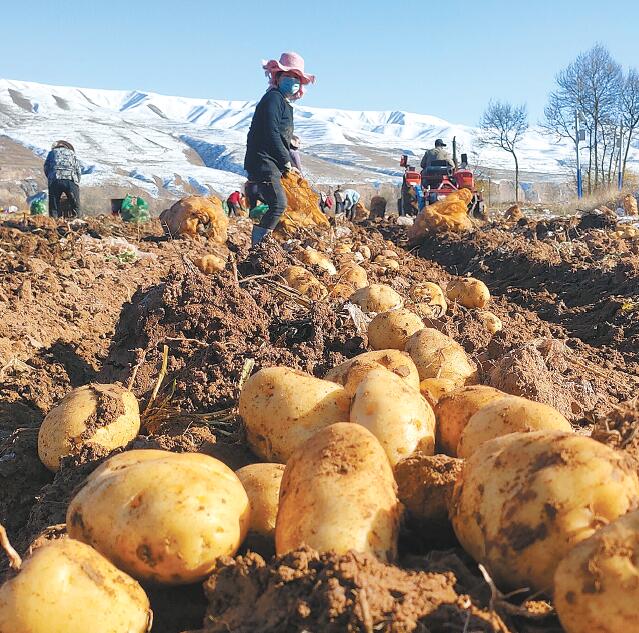 土豆获丰收 村民乐开颜