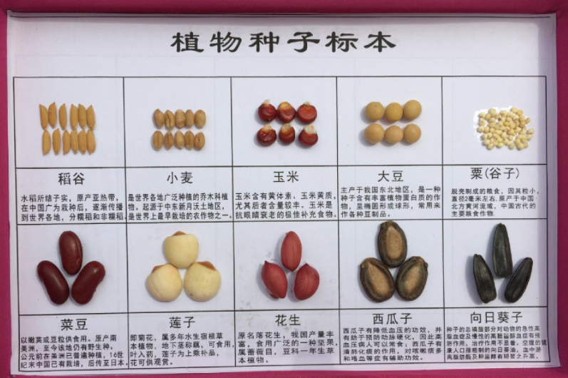 农业“芯片”获政策力挺 要素资源将加速流向优势企业