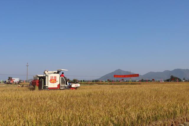 机收损失率下降1个百分点 广东可增粮食约1亿公斤/年