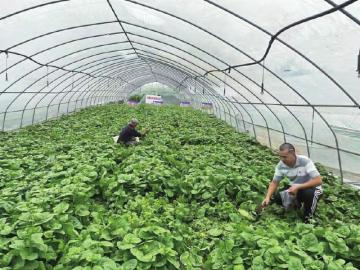 今年,在西彭镇选择20个试验点,研究不同类型调理剂对种植不同作物酸化土壤的改良效果。九龙坡区农业农村委供图 今年,在西彭镇选择20个试验点,研究不同类型调理剂对种植不同作物酸化土壤的改良效果。区农业农村委供图