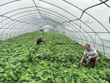 九龙坡：抓好土壤污染防治 筑牢高质量发展绿色根基