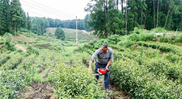 茶农在茶叶基地管护茶苗。通讯员 黎明 摄