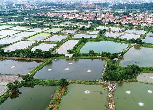 广东拟立法促进乡村振兴 重点扶持现代海洋渔业等产业