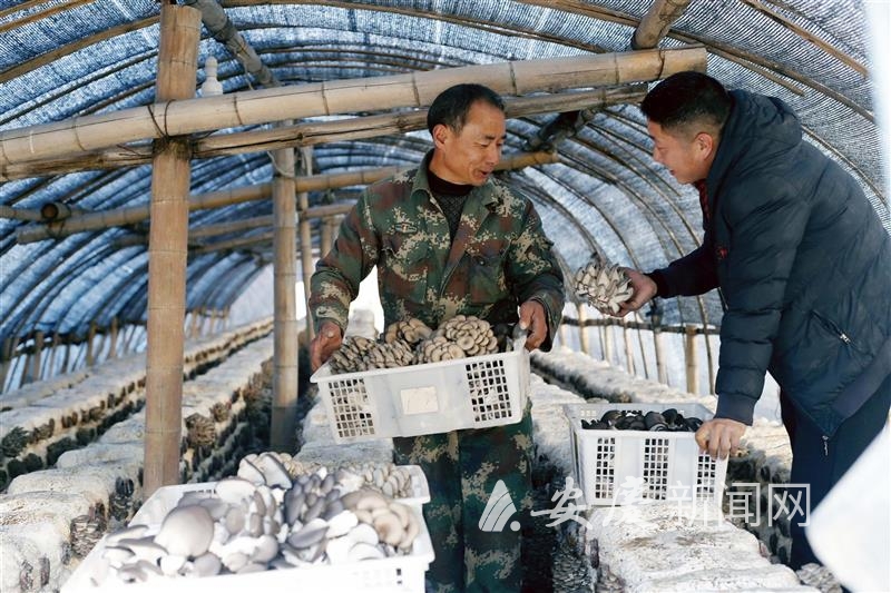 平菇丰产 助农增收