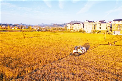 秋粮丰收已成定局