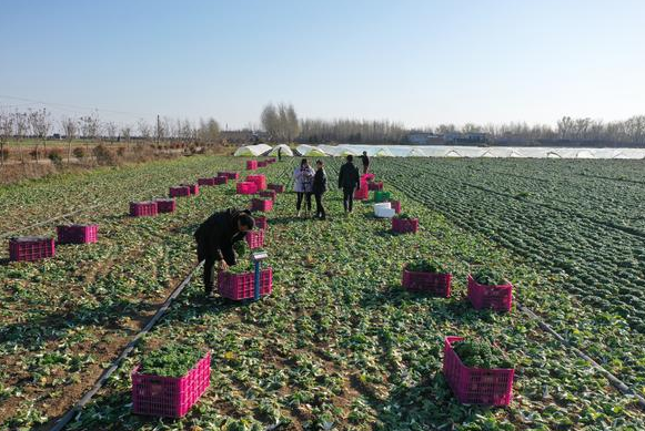 蔬菜搭上“云快车” 南阳卧龙区青华镇产业致富有门路