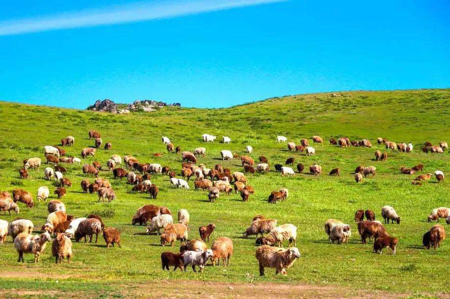 新疆：乡村木匠打造梦想之屋