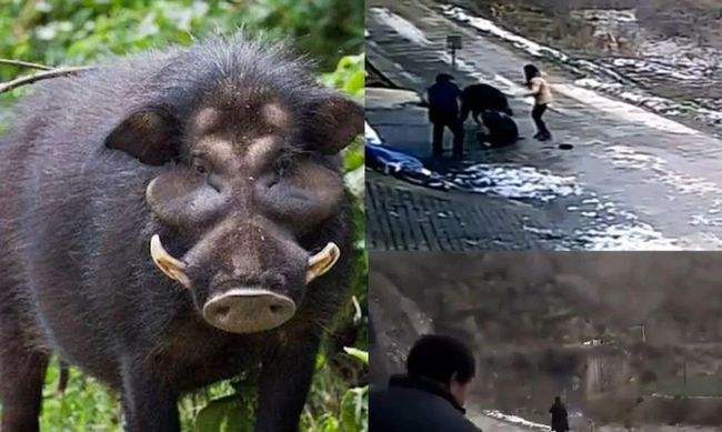 若不再是“三有”野生动物 野猪还受法律保护吗?